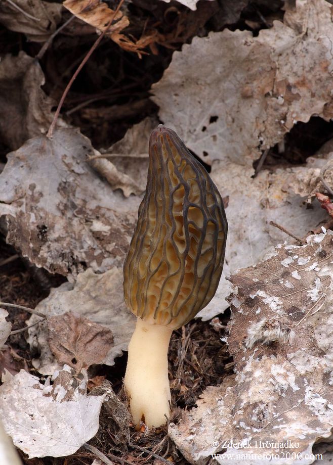 smrž kuželovitý, Morchella conica (Houby, Fungi)